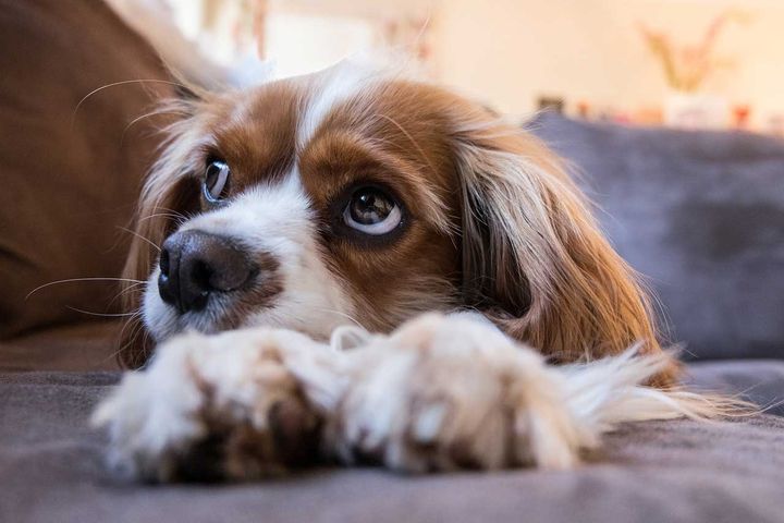 DET BRITISKE PARLAMENTET: Dyrebeskyttelsen Norge snakker i det britiske parlamentet tirsdag kveld 12. desember om sitt mangeårige arbeid mot uetisk hundeavl.