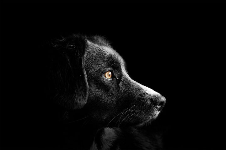 VOLD: Dyrebeskyttelsen Norge frykter at samtlige hunder lever under et voldsregime som gir påkjenninger og belastninger, fysisk og psykisk.