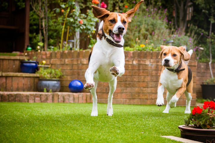 HUNDEAVL: Hvis Mattilsynet ikke får tilgang til nødvendige verktøy, blir det umulig å vurdere når avlen er på vei i feil retning og når det er behov for å gripe inn for å stoppe avl som bryter loven.