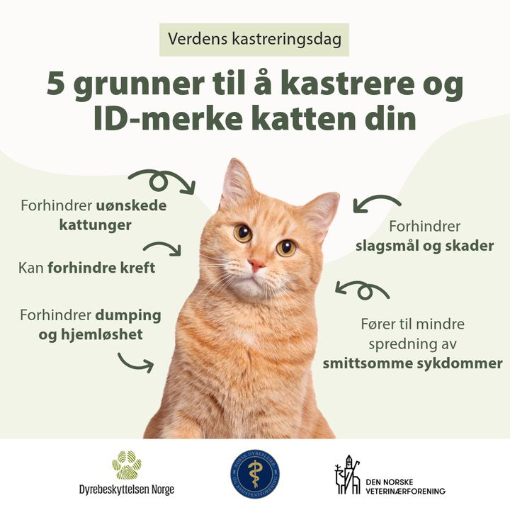 5 grunner til å kastrere og ID-merke katten din