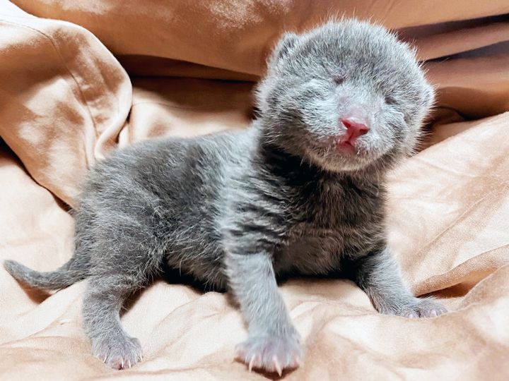 FIKK HJELP I: Kattungen Otis ble funnet alene ute i en grøft. Han var så liten at øynene hans en gang ikke var åpne. Med hjelp fra frivillige i Dyrebeskyttelsen Norge Nord-Jæren har Otis i dag et godt liv i et nytt og trygt hjem.