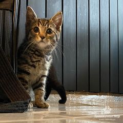 Katten Ray har heldigvis fått hjelp fra
