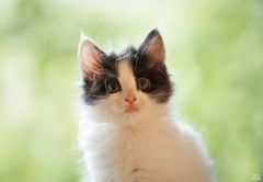 En hjemløs katt som har fått hjelp av Dyrebeskyttelsen Norge Nord Jæren