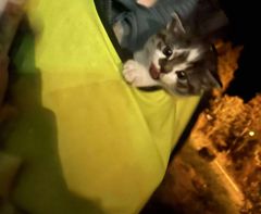 Kattungen ble funnet helt alene ute i kulda på Hamarøy.