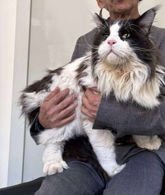 Ingen vet hvor mange kull den ukastrerte katten Shami er far til.