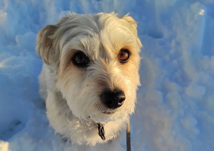 Turte ble skremt av fyrverkeri og har vert savnet siden inngangen på 2025.