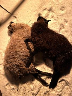 2025 startet med at sauene Nell og Vera ble skremt til døde av fyrverkeri.