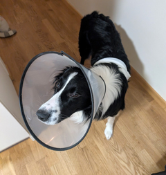 Da Koda ble funnet etter en uke, var hunden avmagret og full av sår.