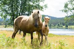 Hesten Spurning sprang ut i en bilvei, fikk ett stygt benbrudd og måtte avlives etter oppskyting av fyrverkeri. Det var gjort en avtale om å vente med å skyte opp fyrverkeri til en avtalt tid, men en time før avtalen ble likevel fyrverkeri avfyrt og kostet hesten som hadde føll livet.