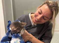 Kastrering av hunnkatter forebygger hjemløshet blant katter.