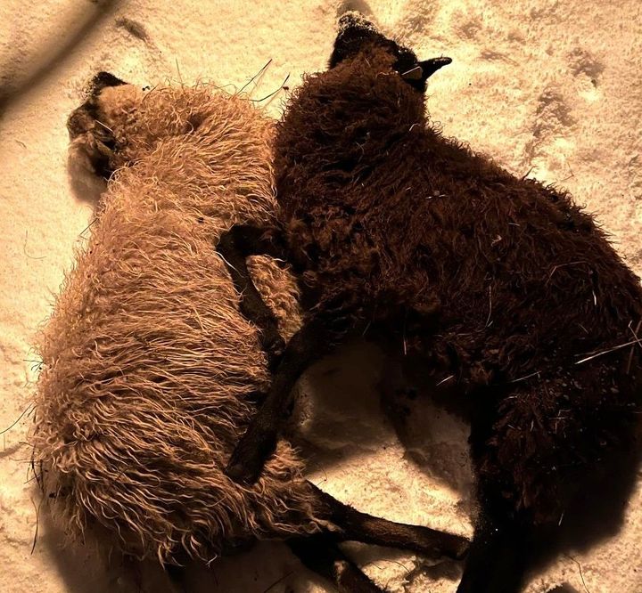 Sauene Nell og Vera døde av skrekk.