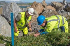 Inne på anleggsområdet gjennomfører Avinor selv ulike tiltak for å bevare naturmangfoldet. Sommeren 2024 fikk vi hjelp av Bjørn Håkon Smevold og Marina Eraker Hjønnevåg fra COWI Norge til å flytte den vernede arten Flueblom til et nytt og trygt tilholdssted som ikke kommer i konflikt med anleggsarbeidene.