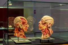 copyright: Institute for Plastination, Heidelberg/Germany
