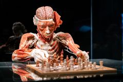 copyright: Institute for Plastination, Heidelberg/Germany