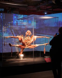 copyright: Institute for Plastination, Heidelberg/Germany