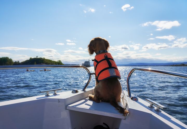LIVREDDER: Selv om de fleste hunder kan svømme, er det livsviktig at de har på flytevest i båt, advarer If. Foto: Getty Images