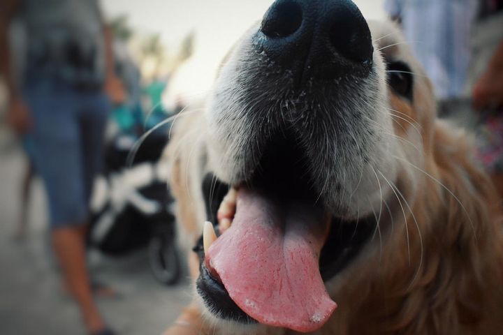 I løpet av et år får If Europeiske Reiseforsikring inn rundt 20 skadesaker av folk som er blitt bitt av hund utenlands. Forsikringsselskapet advarer mot å klappe løshunder. (Foto: Morguefile)