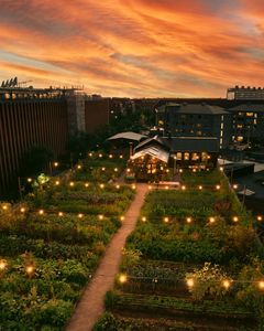 ØsterGRO er en rooftop farm i hjertet av Østerbro København