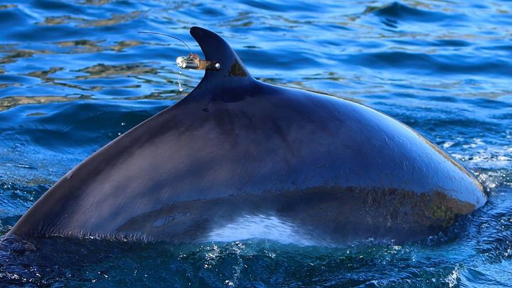 En av hvalene som ble testet, med satellittmerking. Satellittsporing og dykkedata viser at hvalene som ble testet har det fint og har fortsatt vandringen. Foto: NMMF