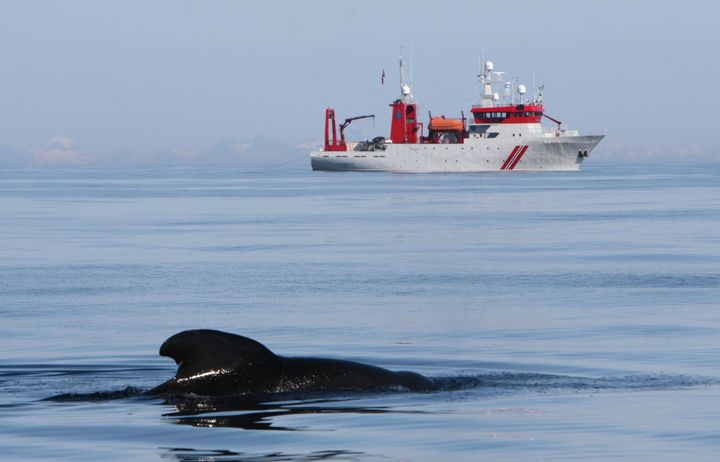 En hval kommer opp for å puste. Forskningsskipet HU Sverdrup i bakgrunnen.