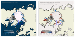 Figur 1: Til venstre: Sjøiskonsentrasjonen i Arktis for juni 2024. Blått er åpent hav, mens hvitt er 100% is. Til høyre: Avvik i prosent av iskonsentrasjonen fra referanseperioden 1991–2020. Røde områder har mindre is enn normalt mens blå har mer. Den blå boksen indikerer Svalbardregionen som vises i figur 2b.​​​​​