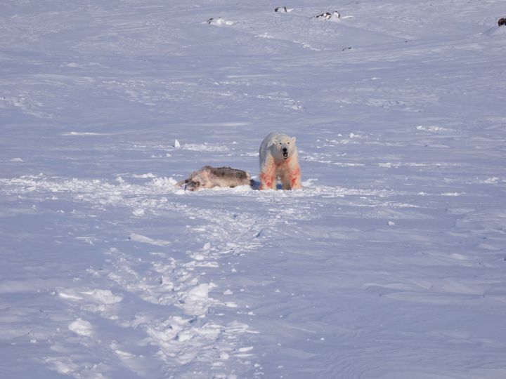 En isbjørn ser rett fram med blodige forbein i et snødekket landskap. Ett dødt reinsdyr ligger ved siden av.