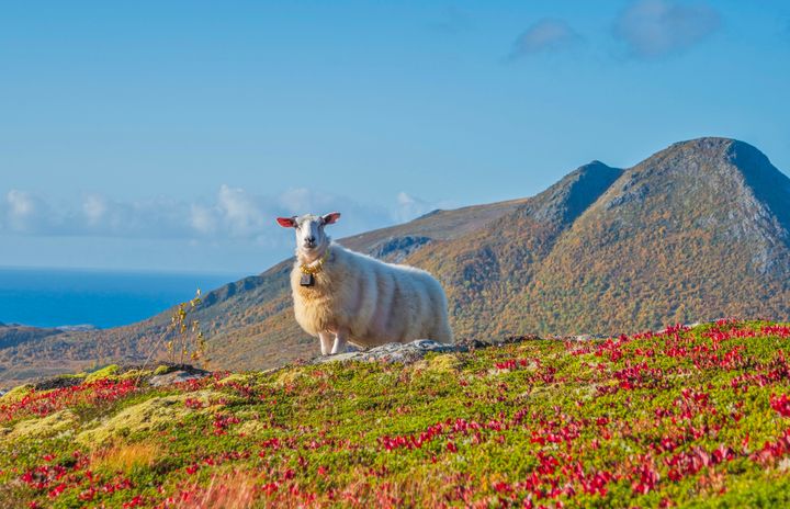 Bilete frå Vesterålen.