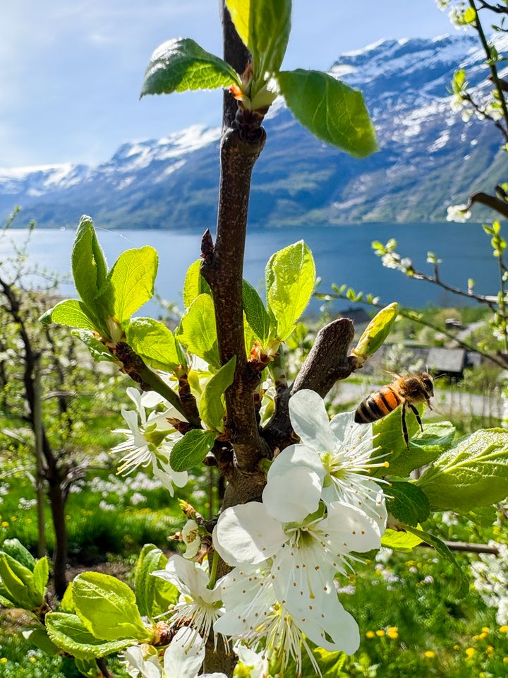 Frukttrær i blomst, Lofthus 2025.