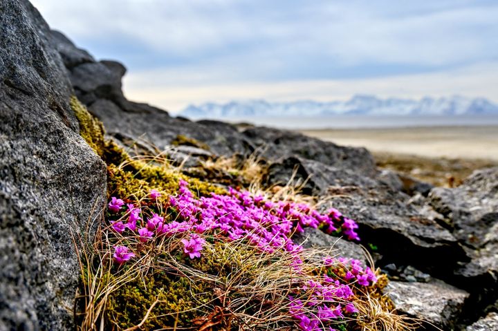 Rødsildra blomstrer på berget på Sørøya. Fjell skimtes i bakgrunnen.