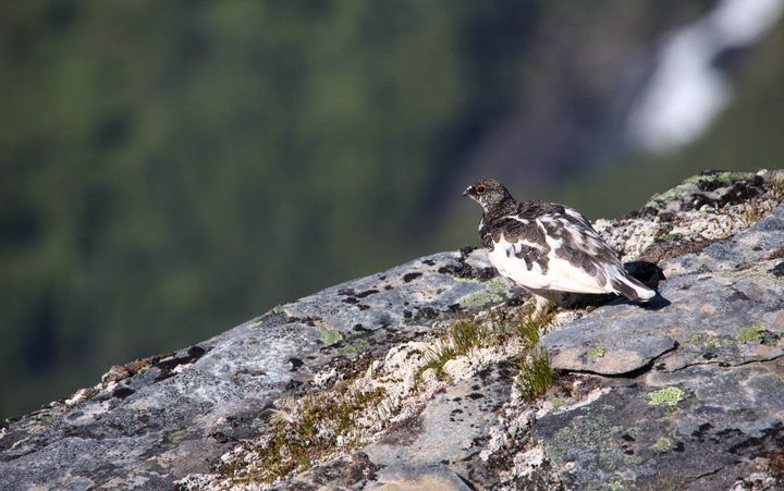 To ganger i året skifter rypene fjær; om våren og høsten. Underveis i fjærskiftet er rypene mer flekkete, og går i ett med et snøflekkete vår- eller høstlandskap.