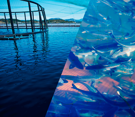 Illustrasjonsbilde satt sammen av to foto. Foto 1: En merd i en fjord. Foto 2: Fisk i stim under overflaten i en merd.