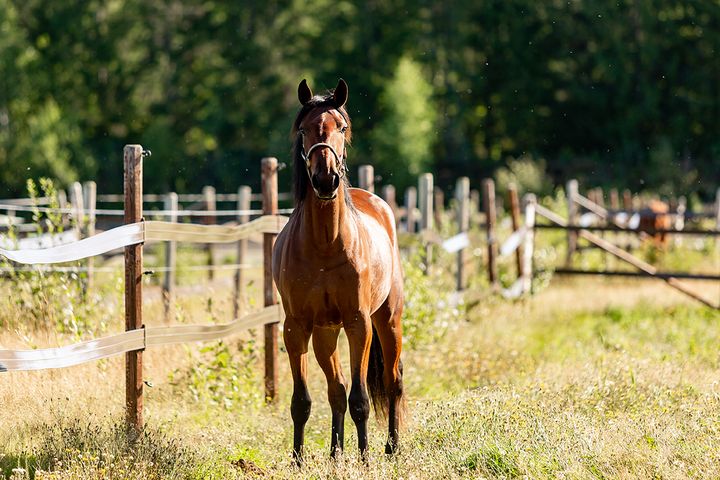Hest på beite