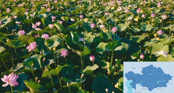 Lotusfestival arrangeres i Atyrau-regionen.