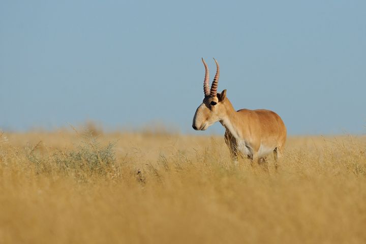Kasakhstan donerer 1.500 saigaantiloper til Kina for å redde arten.