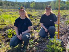En gang fram i tiden skal treåringene bli kvalitetstømmer. Etter tre år i jorda er grantrærne mellom 20-50 cm høye. Fra venstre Christina Anouk Holtslag og Marita Myrene.