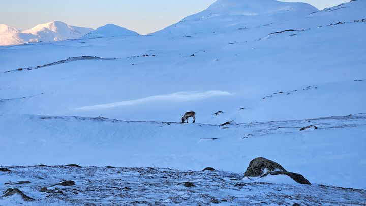 Begrenset tilgang på beite for reinen på Skjomfjellet på grunn av is skare og overisning