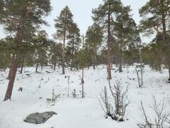 Røros og Femundsmarka: Det er snøfattig i Rødalen