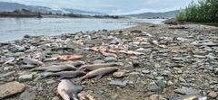 11 000 pukkellaks er hentet ut av Kvænangselva med håndmakt.