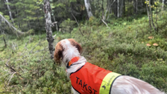 Rypetaksering for Statskog