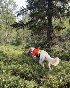Hunden i arbeid - rypetaksering