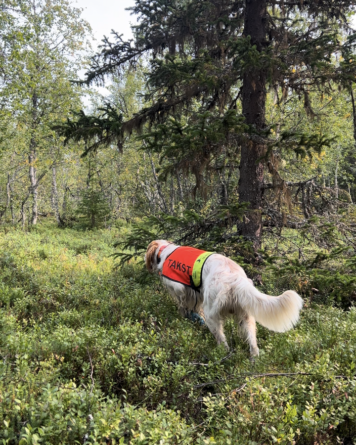 Hunden i arbeid - rypetaksering