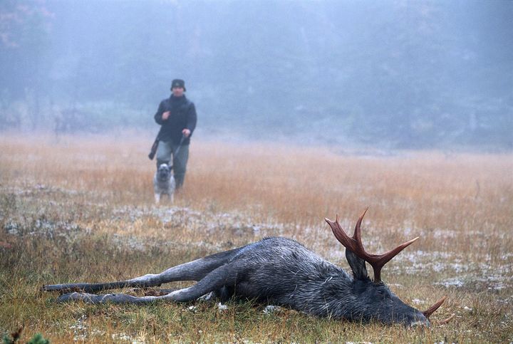 Elgfall med ivrig jeger og jakthund i bakgrunnen.