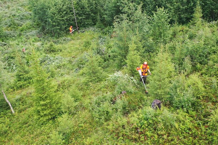Ungskogpleie i praksis: Skogarbeidere fjerner konkurrerende vegetasjon slik at de mest framtidsretta trærne får rom til å vokse.
