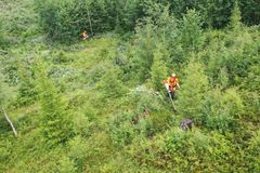 Ungskogpleie for å gi morgendagens skog de beste vekstvilkårene