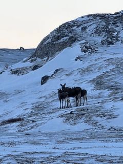 Fine forhold for elgen i fjellet ved Storskardet i Rana