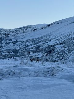 Mye is og hardt på tross av lite snø gjør det vanskelig for reinen i Ofoten