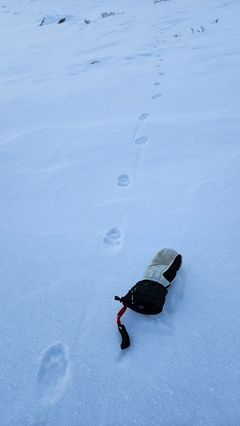 Voksen gaupe på jakt etter mat i høyfjellet i Skjomen