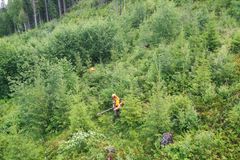 Skogsarbeider i aksjon med å stelle og tynne skogen