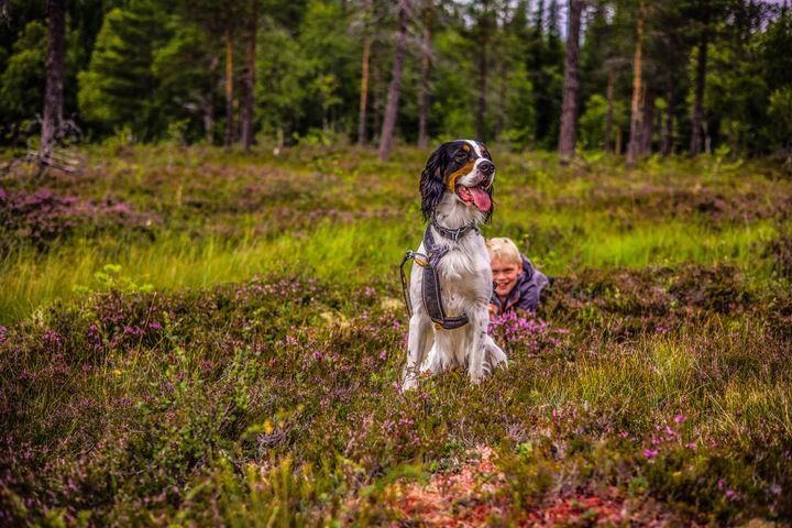 Hund i skogsområde