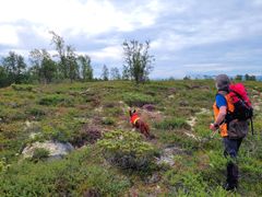 Rypetaksering - et godt samarbeid mellom med hund og fører